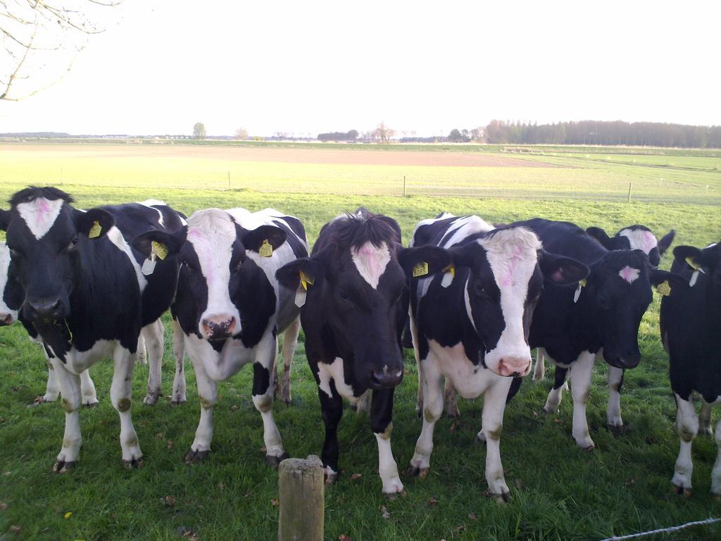 B&B Boerderij Wijtvliet Langeweg Zewnętrze zdjęcie